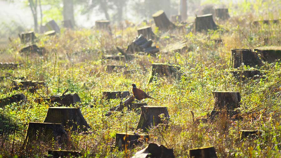 EU Deforestation-free Regulations And Vietnam's Exports